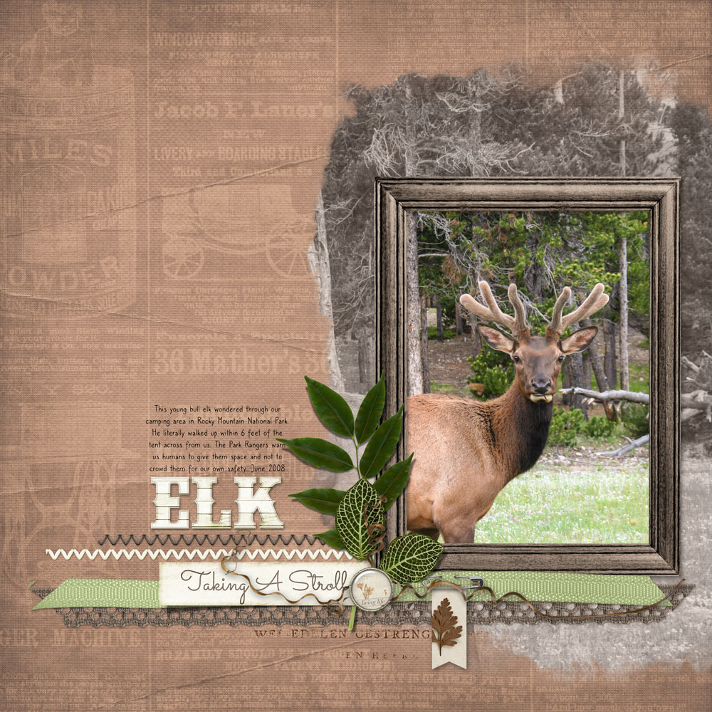 Page & Photo: Elk Taking A Stroll by Gina Harper Tutorial: dst-stacked-desaturated Kit: Afternoon Stroll by OohLaLa, ReadymadeLayersOutdoor by Studio DD Font: Caroni